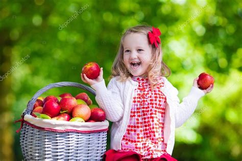 Little girl picking apples in fruit orchard — Stock Photo © FamVeldman #82132826