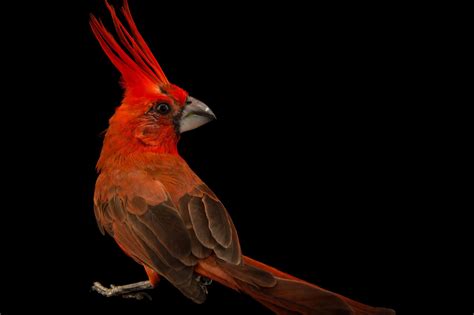 Vermilion Cardinal (Cardinalis phoeniceus) - Joel Sartore