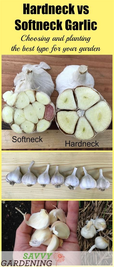 Hardneck vs Softneck Garlic: Choosing and Planting the Best Garlic | Organic vegetable garden ...