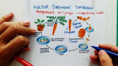 Teknik-teknik Kultur Jaringan - Celebesmedia