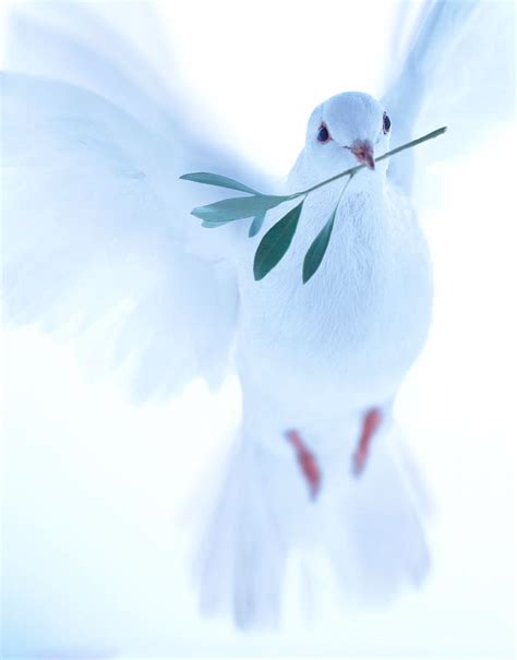 White Dove Carrying Olive Branch ... | Dove pictures, White doves, Dove ...