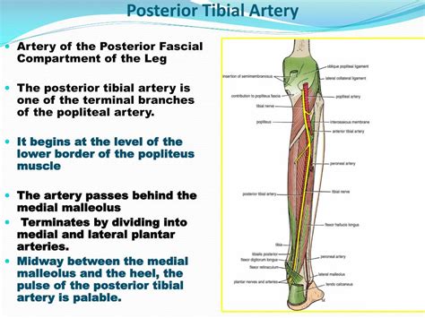 Posterior Tibial Artery Palpation