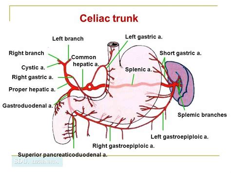 Right Hepatic Artery Anatomy Image collections - human body anatomy | Arteries anatomy, Celiac ...