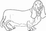 Basset Hound Dog Coloring Page Pages sketch template