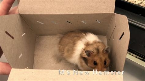 Long Haired Syrian Hamster from Petco - YouTube