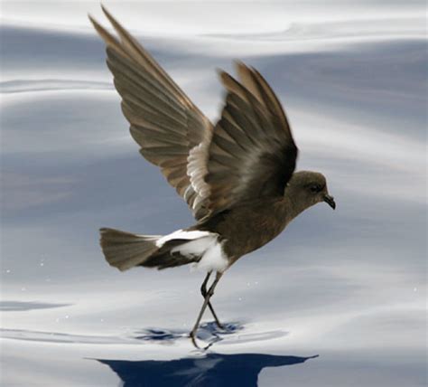 Top 10 Spectacular Birds of Antarctica | HubPages