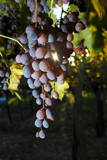 Premium Photo | Grape planting