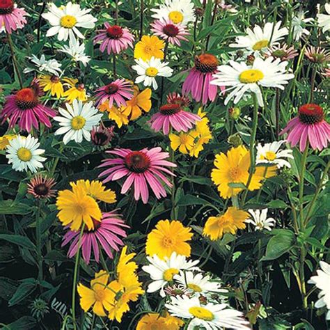 Shade Mix Wildflower | Gurney's Seed & Nursery Co.