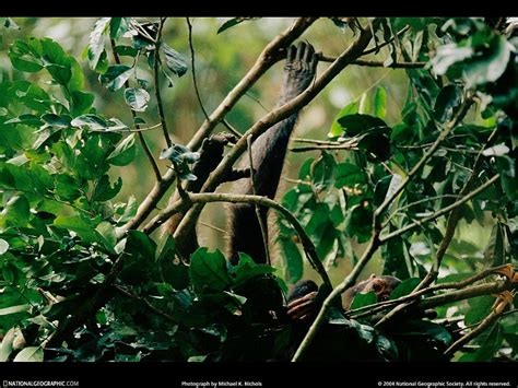 Tapeta na pulpit National Geographic, Nasi Poprzednicy, Nat Geo | Darmowe Najlepsze obrazy