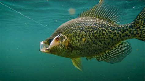 Crappie Fish: Tips, Habitat, Life Cycle, and More - FishOnTips