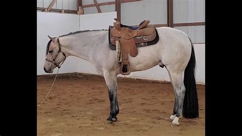 SV RHYTHM N BLUES 3yrold Buckskin Stud by VS CODE BLUE "Memphis" is as easy to get along with as ...