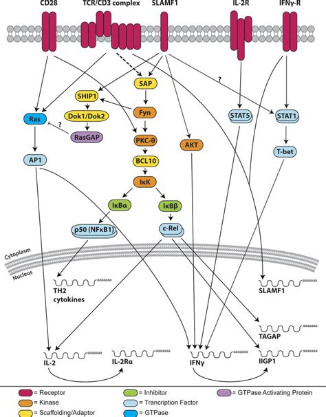 T-cell activation pathway regulating six key activation genes.... | Download Scientific Diagram