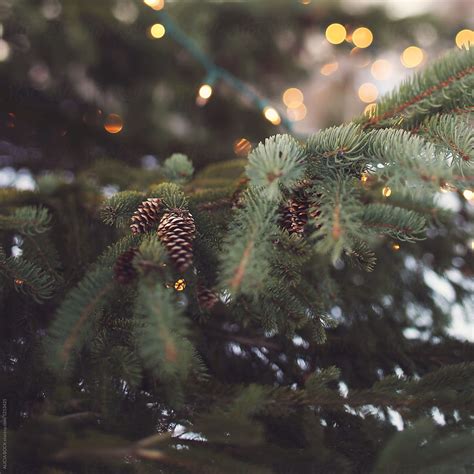 "Close Up Of A Pine Tree With Christmas Lights And Pine Cones" by ...