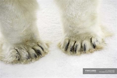 Pies de oso polar — Espacio copia, ecología - Stock Photo | #163694498