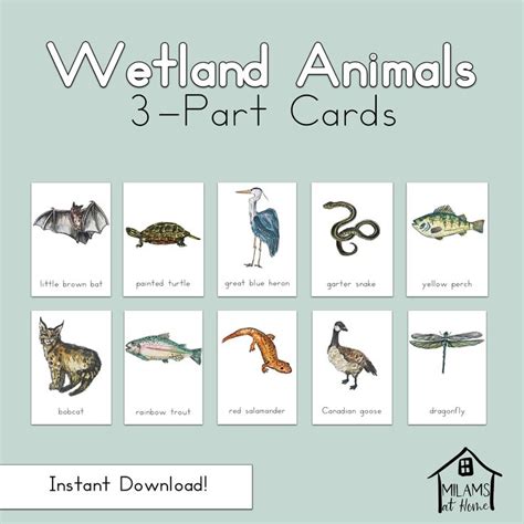 Wetland Animals 3 Part Cards Montessori Homeschool Reggio | Etsy in 2021 | Wetland, Lake animals ...