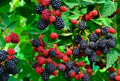 American Scientists Presented Three New Varieties of Blackberries - Fruit Ukraine