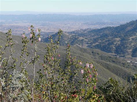 A description and list of California native plants that live in the ...