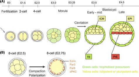 Trophoblast lineage specification in the mammalian preimplantation ...