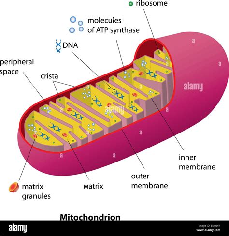 Structure mitochondrion organelle found in most eukaryotic cells vector diagram Stock Vector ...