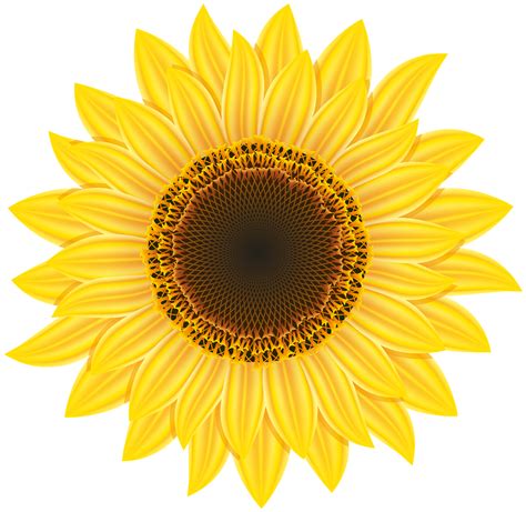 Sunflower Image Transparent HQ PNG Download | FreePNGImg