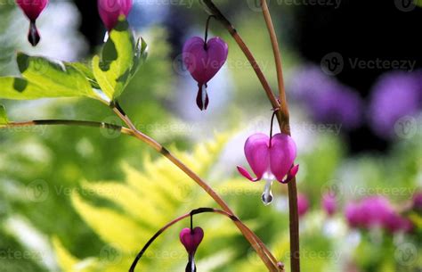 Bleeding Heart painting 1361935 Stock Photo at Vecteezy