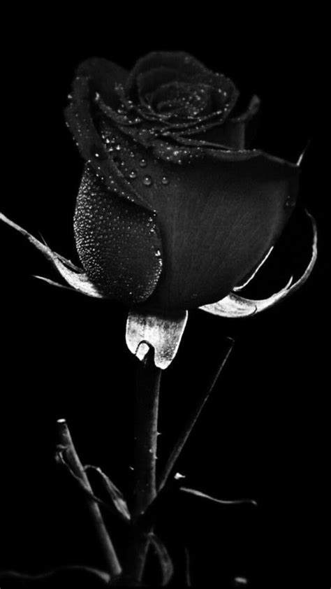 Black Rose Wallpaper - TubeWP