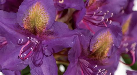 Can You Use Rhododendron As A Hedge Plant - Gardeninguru