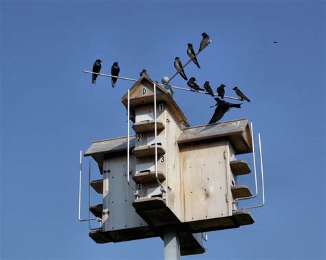 Birds from Behind: Purple Martins Majesty... | Bird house kits, Bird house, Purple martin house