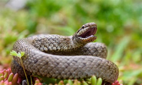 Snakes in England - A-Z Animals