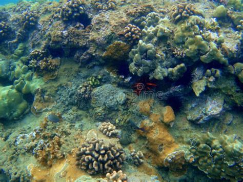 Coral Reef on the Island on Maui Hawaii Stock Image - Image of reef ...