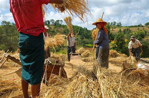 Best Threshing Wheat Stock Photos, Pictures & Royalty-Free Images - iStock