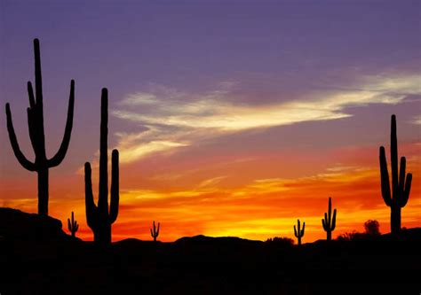 Cactus Desert Stock Photos, Pictures & Royalty-Free Images - iStock