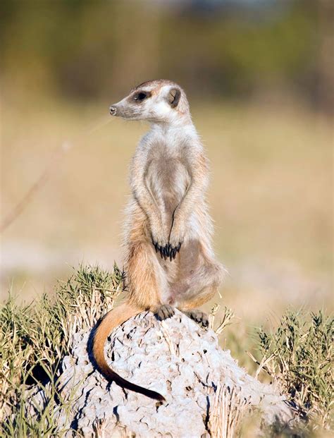 Meerkat | Characteristics, Habitat, Diet, Behavior, & Facts | Britannica