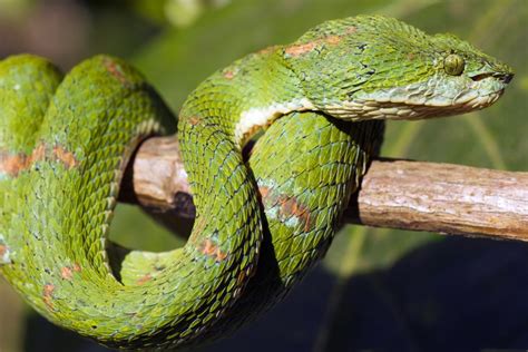 Eyelash Viper (Bothriechis schlegelii) | about animals