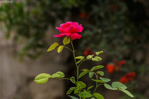 Free photo: Red Rose - Bloom, Blossom, Dew - Free Download - Jooinn