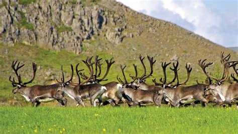 Iceland’s Best Wildlife-Watching | Moon Travel Guides