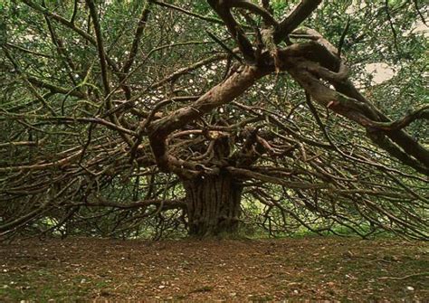 Yew Tree: Resilient Evergreen with Ecological Significance