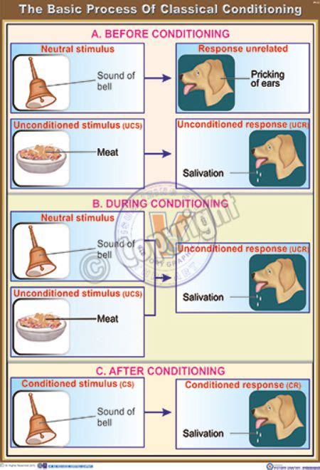 Classical Conditioning Diagram