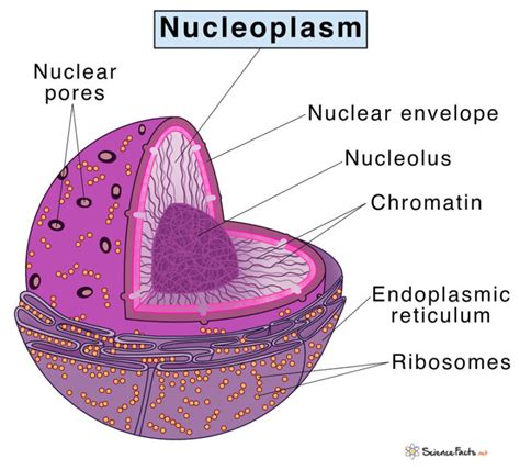 Nucleoplasm - Definition, Structure, Composition, Function