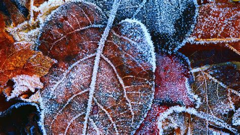 nature, Frost, Leaves Wallpapers HD / Desktop and Mobile Backgrounds