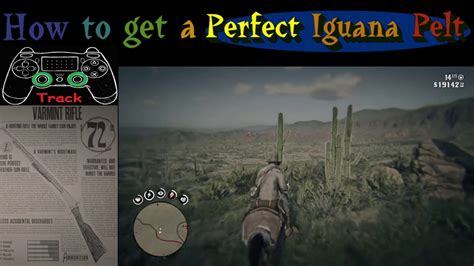 RDR2 How to get a Perfect Iguana Pelt - YouTube