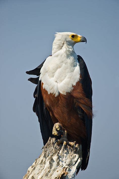 African Fish-Eagle. | Birds, Birds of prey, Wild birds