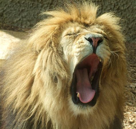 Yawning Lion by KayTeez on DeviantArt