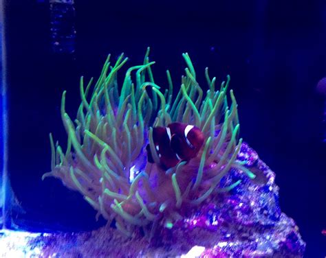 Anemone changing colors | REEF2REEF Saltwater and Reef Aquarium Forum