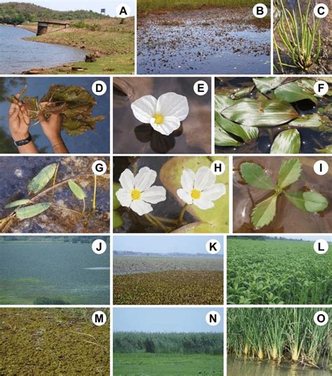 Associate flora and invasion of aquatic macrophytes in study sites: A &... | Download Scientific ...