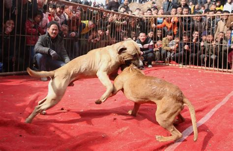 Dog fighting to the death in China - Mirror Online