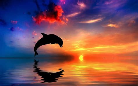 Discover more than 85 sunset dolphin wallpaper best - in.coedo.com.vn