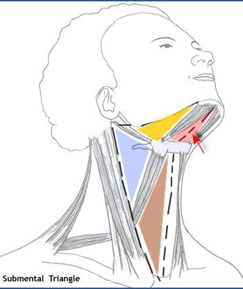 23 : The Anterior Triangle and Root of Neck