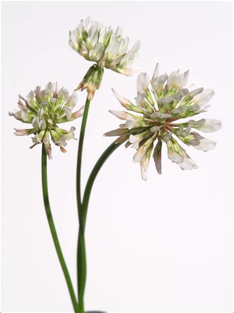 White Clover—Edible Weeds | Hakusan Creation