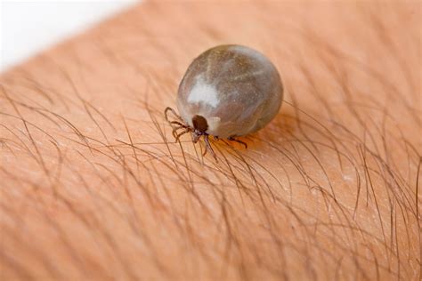 Why the Brown Dog Tick Is a Scary Enemy - GreenLeaf Pest Control